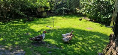 Hühner Enten Gänse auf dem Hof
